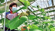 科技興農開花結果